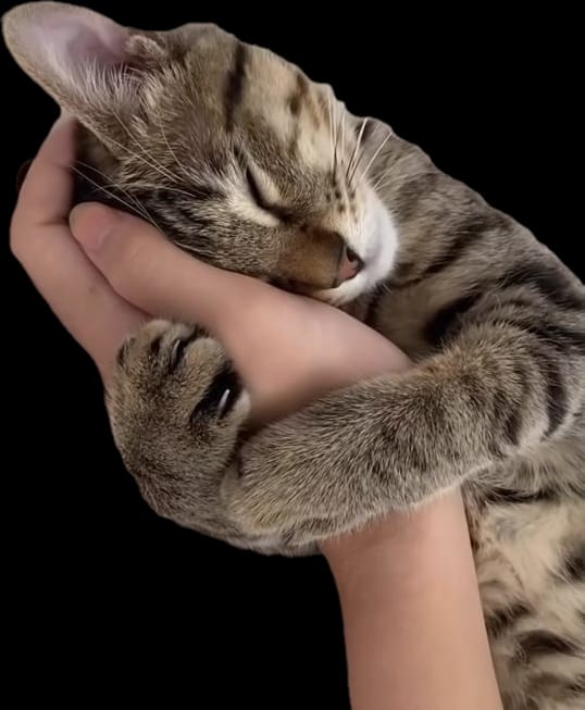 Sleeping Cat