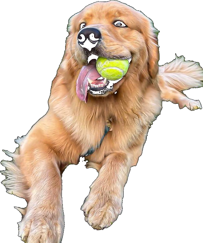 A happy dog