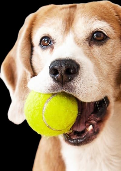 Dog Toy